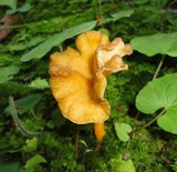 Craterellus lutescens image