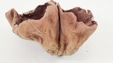 Calvatia cyathiformis image