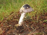 Amanita pachycolea image