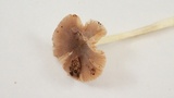 Bolbitius reticulatus image