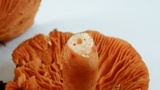 Lactarius xanthogalactus image