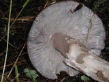 Amanita pachycolea image