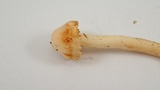 Inocybe rimosa image