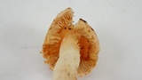 Inocybe rimosa image