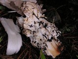 Amanita pachycolea image