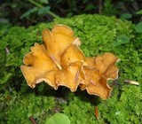 Craterellus lutescens image