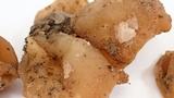 Peziza repanda image