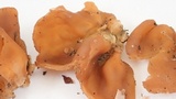 Peziza repanda image