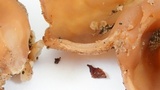 Peziza repanda image