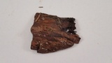 Stictis radiata image