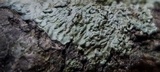 Hyperphyscia syncolla image
