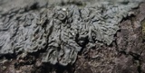 Hyperphyscia syncolla image