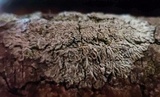 Hyperphyscia syncolla image
