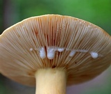 Lactarius volemus image