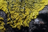 Candelaria concolor image