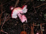 Russula sanguinaria image