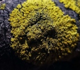 Candelaria concolor image