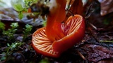 Hygrocybe punicea image