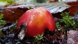 Hygrocybe punicea image