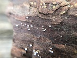 Stictis radiata image