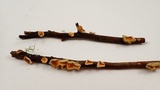 Stereum striatum image