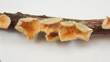 Stereum striatum image