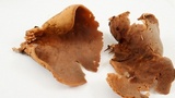 Otidea leporina image