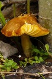 Pluteus romellii image