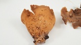 Otidea leporina image