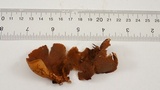 Otidea leporina image