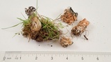 Hypomyces cervinigenus image