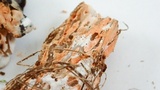 Hypomyces cervinigenus image