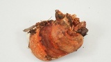 Fomitopsis mounceae image