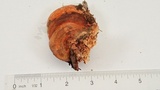 Fomitopsis mounceae image