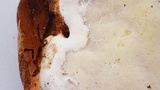Fomitopsis mounceae image