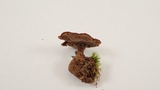 Coltricia cinnamomea image