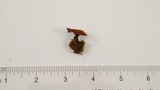 Coltricia cinnamomea image