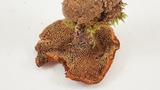 Coltricia cinnamomea image