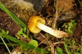 Pluteus romellii image