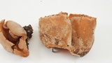 Peziza repanda image