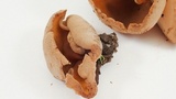 Peziza repanda image