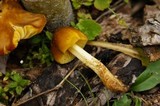 Pluteus romellii image