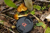 Pluteus romellii image