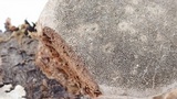 Phellinus pomaceus image