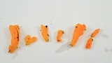 Dacrymyces dictyosporus image