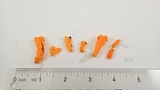 Dacrymyces dictyosporus image