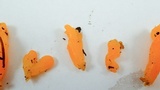 Dacrymyces dictyosporus image