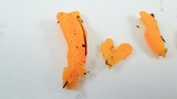Dacrymyces dictyosporus image