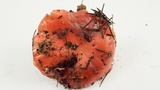 Gomphidius subroseus image