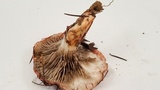 Gomphidius subroseus image